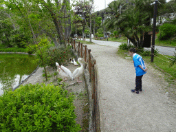 Max with Pelicans at the Zoo di Napoli