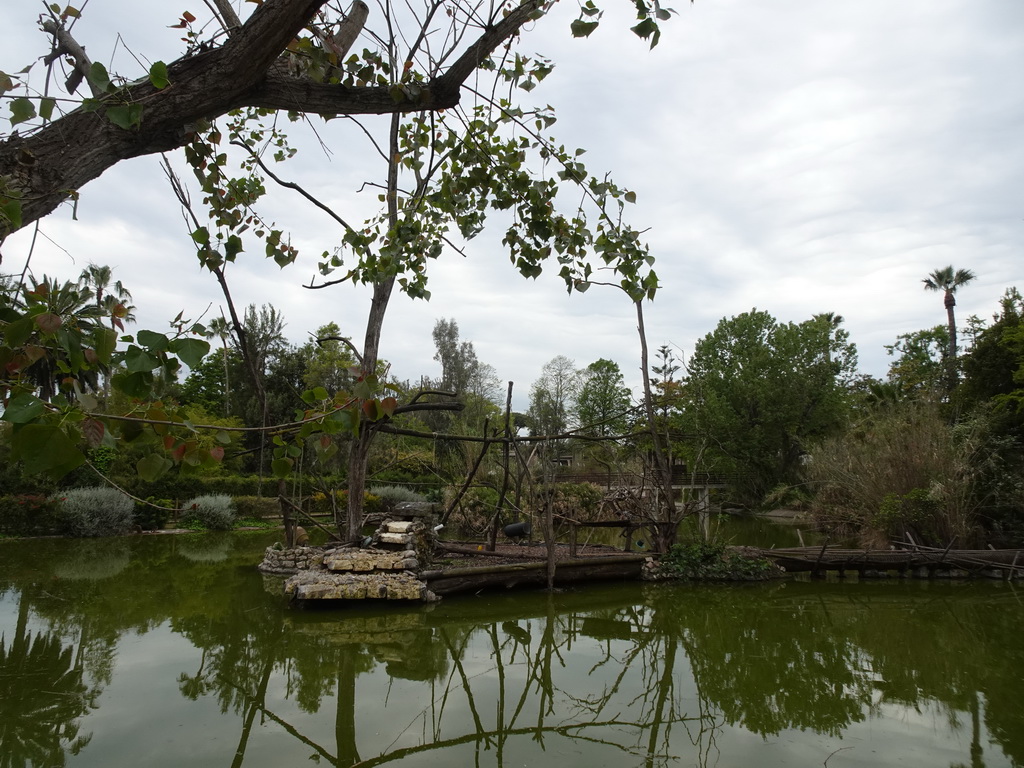 Pond with island with Ring-tailed Lemurs at the Zoo di Napoli