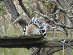 Ring-tailed Lemurs at the Zoo di Napoli