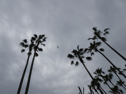 Helicopter flying over the trees at the Zoo di Napoli