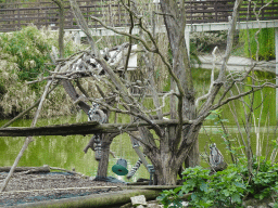 Ring-tailed Lemurs at the Zoo di Napoli