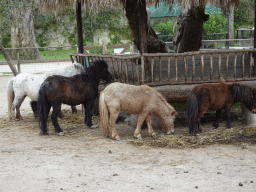 Ponies at the Zoo di Napoli