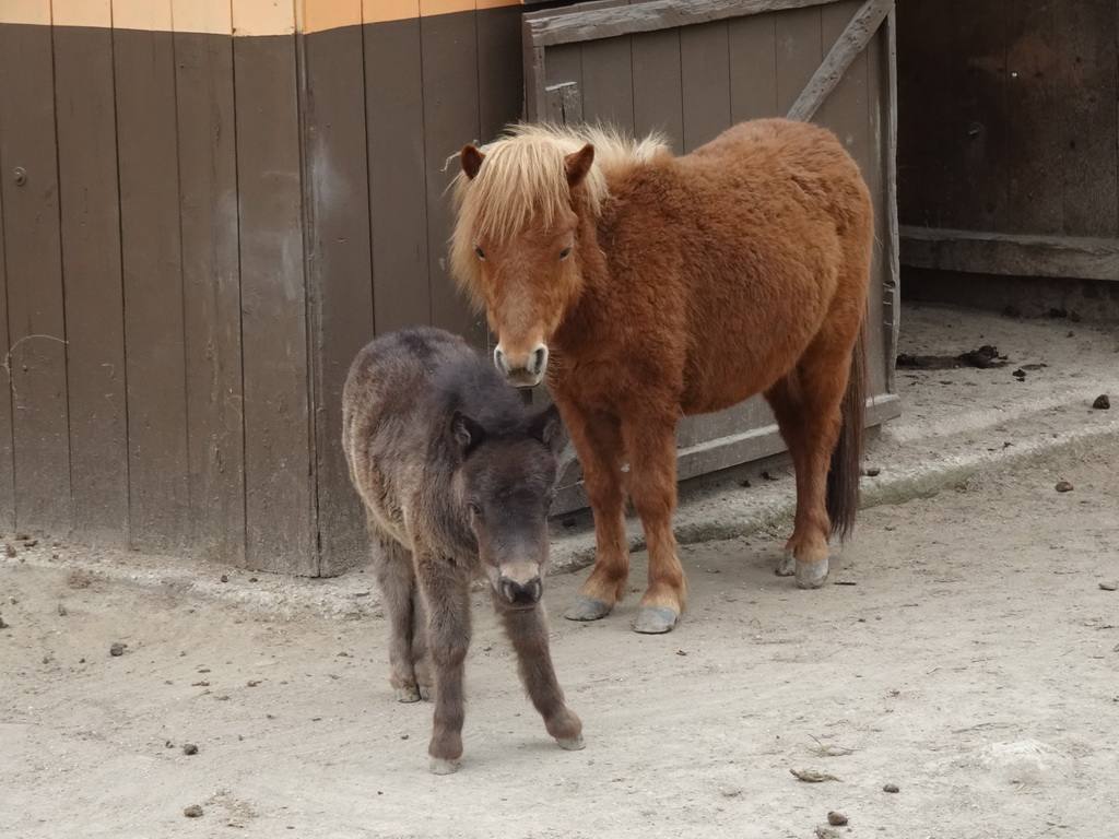 Ponies at the Zoo di Napoli