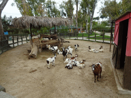 Goats at the Zoo di Napoli