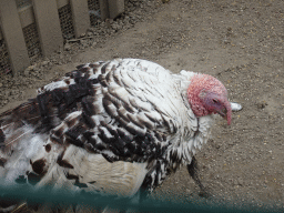 Turkey at the Zoo di Napoli