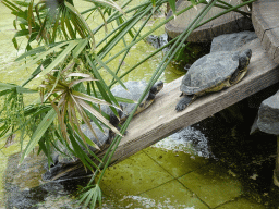 Turtles at the Zoo di Napoli