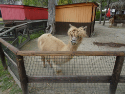 Alpaca at the Zoo di Napoli