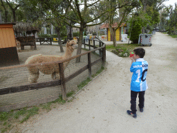 Max with a toy and an Alpaca at the Zoo di Napoli