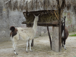 Llamas at the Zoo di Napoli