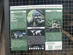 Information on the Common Palm Civet at the Zoo di Napoli