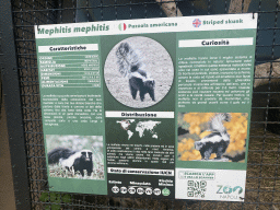 Information on the Striped Skunk at the Zoo di Napoli