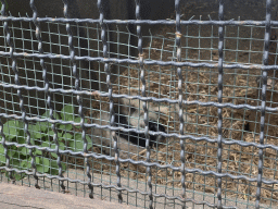 Striped Skunk at the Zoo di Napoli
