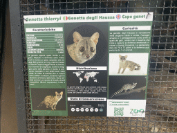 Information on the Cape Genet at the Zoo di Napoli