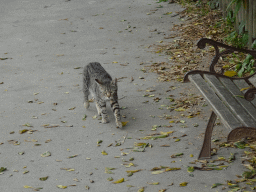 Cat at the Zoo di Napoli