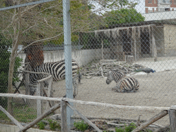 Plains Zebras at the Zoo di Napoli