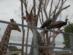 Reticulated Giraffes and Peacocks at the Zoo di Napoli