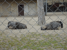 Blue Wildebeests at the Zoo di Napoli