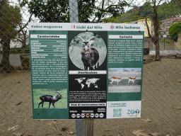 Information on the Nile Lechwe at the Zoo di Napoli