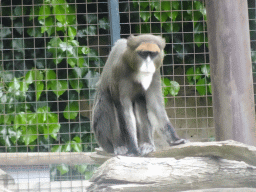 De Brazza`s Monkey at the Zoo di Napoli