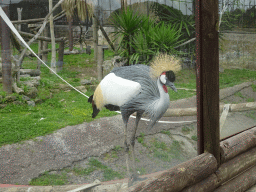 Black Crowned Crane at the Zoo di Napoli