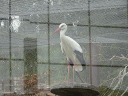 Stork at the Zoo di Napoli