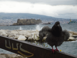 Pigeon at the beach at the Via Caracciolo Francesco street, with a view on the Castel dell`Ovo castle