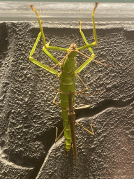 Stick Insects at the Bugs & Co building at the west side of the Città della Scienza museum