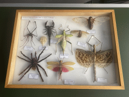 Stuffed Insects, Spiders and Scorpion at the Bugs & Co building at the west side of the Città della Scienza museum