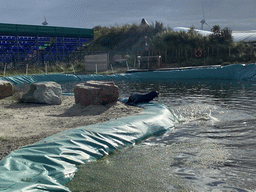 California Sea Lions at the Deltapark Neeltje Jans