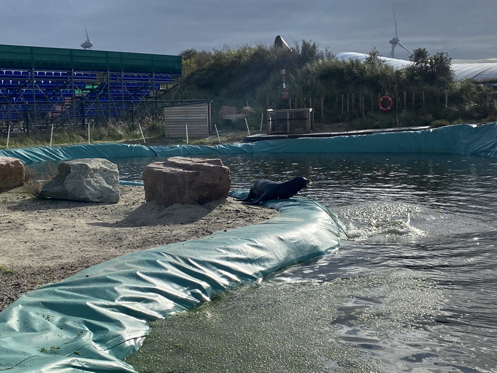 California Sea Lions at the Deltapark Neeltje Jans