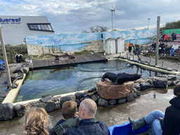 California Sea Lion at the Deltapark Neeltje Jans, during the Sea Lion Show