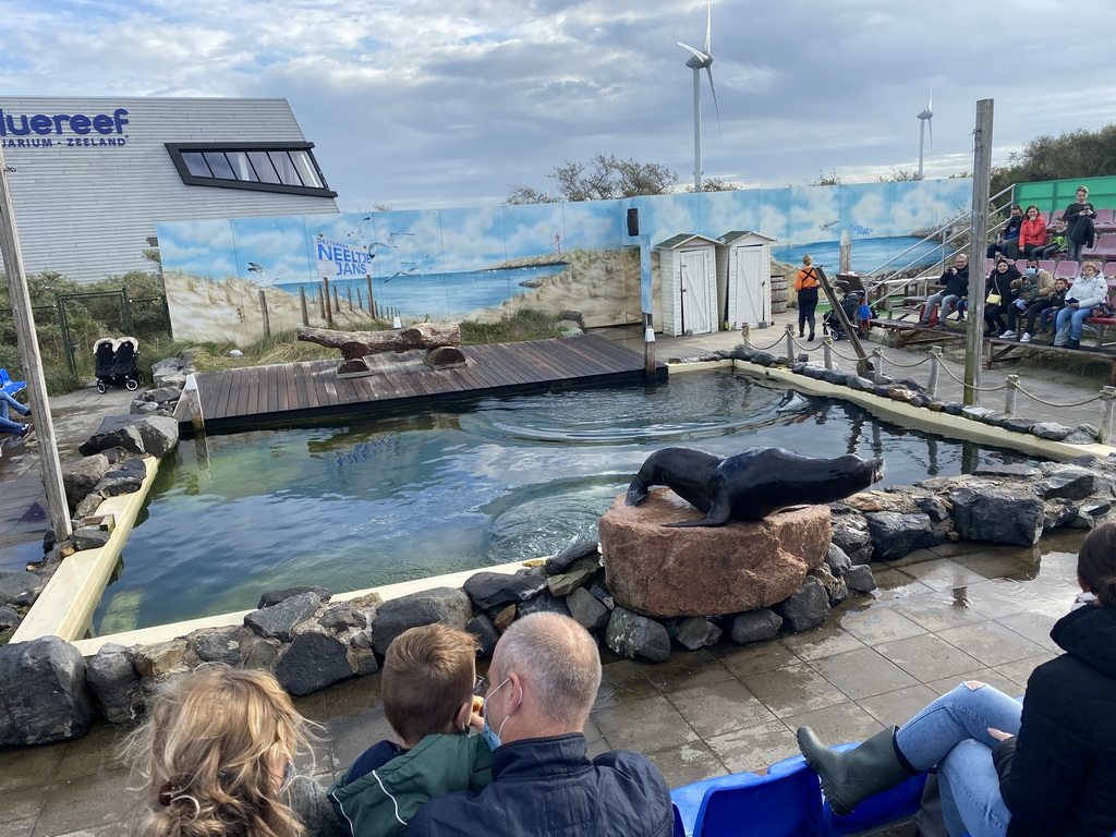 California Sea Lion at the Deltapark Neeltje Jans, during the Sea Lion Show