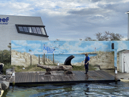 Zookeeper and California Sea Lion at the Deltapark Neeltje Jans, during the Sea Lion Show