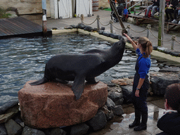 Zookeeper and California Sea Lion at the Deltapark Neeltje Jans, during the Sea Lion Show