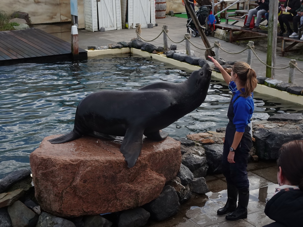 Zookeeper and California Sea Lion at the Deltapark Neeltje Jans, during the Sea Lion Show