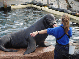 Zookeeper and California Sea Lion at the Deltapark Neeltje Jans, during the Sea Lion Show