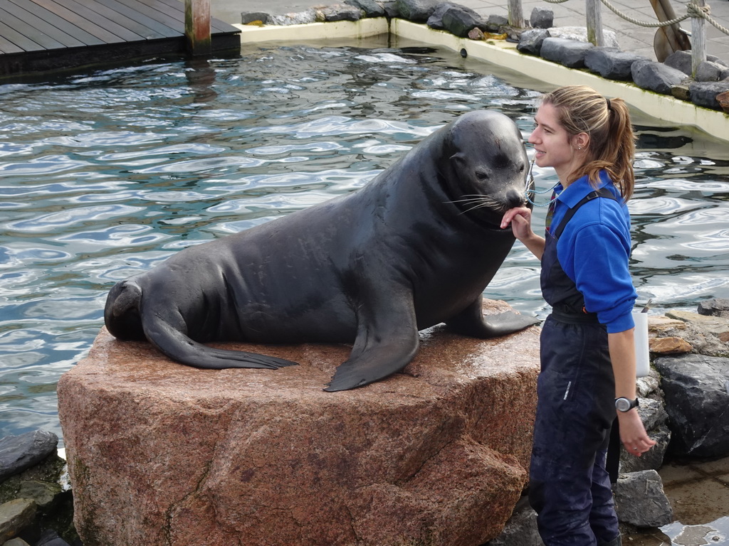 Zookeeper and California Sea Lion at the Deltapark Neeltje Jans, during the Sea Lion Show