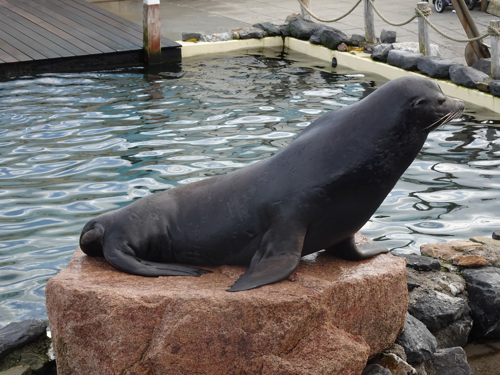 California Sea Lion at the Deltapark Neeltje Jans, during the Sea Lion Show