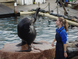 Zookeeper and California Sea Lion at the Deltapark Neeltje Jans, during the Sea Lion Show