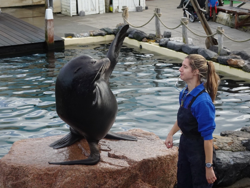 Zookeeper and California Sea Lion at the Deltapark Neeltje Jans, during the Sea Lion Show