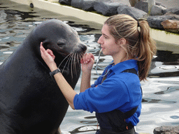 Zookeeper and California Sea Lion at the Deltapark Neeltje Jans, during the Sea Lion Show