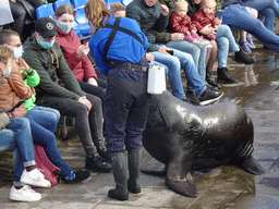 Zookeeper, California Sea Lion and the audience at the Deltapark Neeltje Jans, during the Sea Lion Show