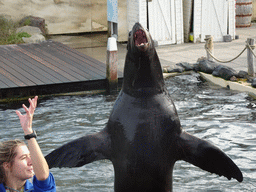 Zookeeper and California Sea Lion at the Deltapark Neeltje Jans, during the Sea Lion Show