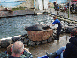 Zookeeper and California Sea Lion at the Deltapark Neeltje Jans, during the Sea Lion Show