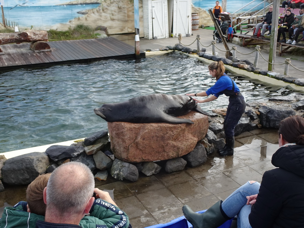 Zookeeper and California Sea Lion at the Deltapark Neeltje Jans, during the Sea Lion Show