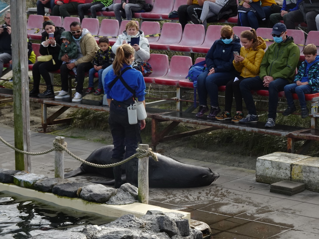 Zookeeper, California Sea Lion and the audience at the Deltapark Neeltje Jans, during the Sea Lion Show