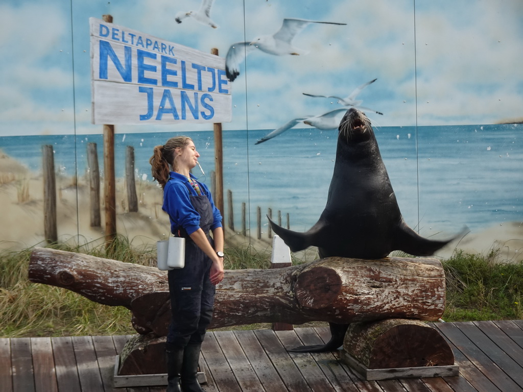 Zookeeper and California Sea Lion at the Deltapark Neeltje Jans, during the Sea Lion Show