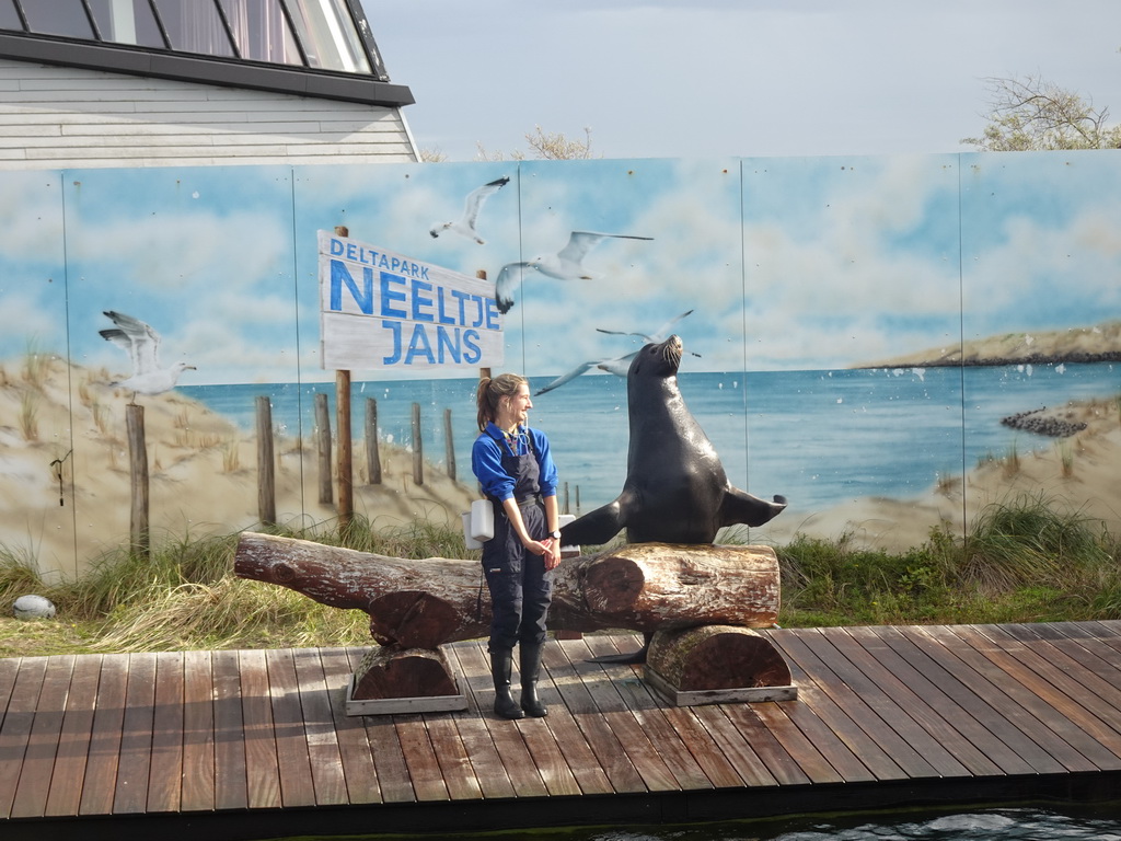 Zookeeper and California Sea Lion at the Deltapark Neeltje Jans, during the Sea Lion Show