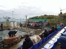 Zookeeper and California Sea Lion at the Deltapark Neeltje Jans, during the Sea Lion Show