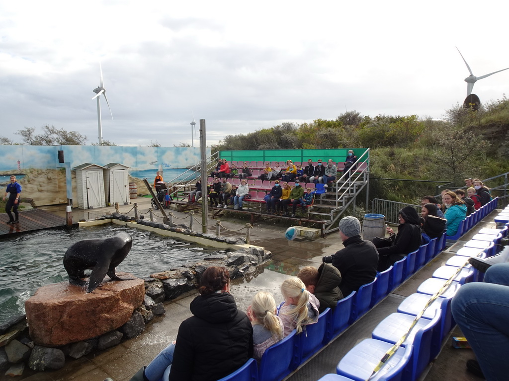 Zookeeper and California Sea Lion at the Deltapark Neeltje Jans, during the Sea Lion Show